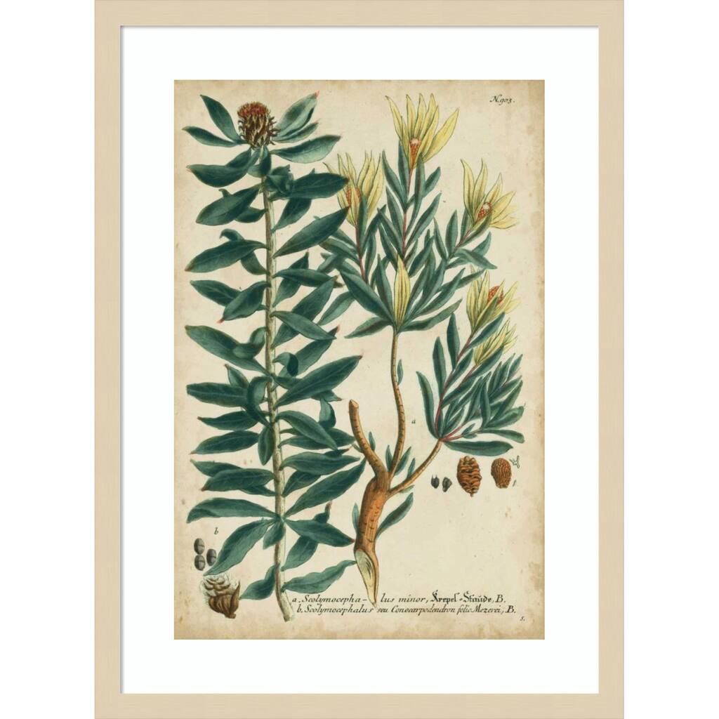 Weinmann Foliage and Fruit No. 4 by Johann Wilhem Weinmann Wood Framed Wall Art Print - Svelte Natural
