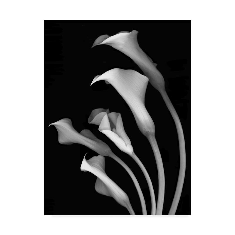 Susan S. Barmon 'Calla Lilies 3 Black And White' Canvas Art