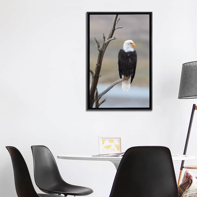 iCanvas "USA, Wyoming, Sublette County. Adult Bald Eagle sitting on a snag above Soda Lake." by Elizabeth Boehm Framed