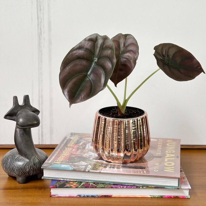 Admired By Nature Planters Pots, Modern Ceramic for Home Décor