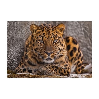 Photography Animals Cat Jaguar Leopard Nature Snow Art Print/Poster ...