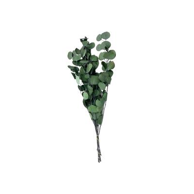 Bundle of 4 Preserved Eucalyptus Apple Leaves 24" long - 24 Inches