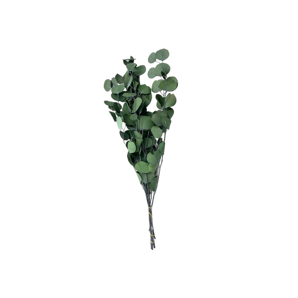 Bundle of 4 Preserved Eucalyptus Apple Leaves 24" long - 24 Inches
