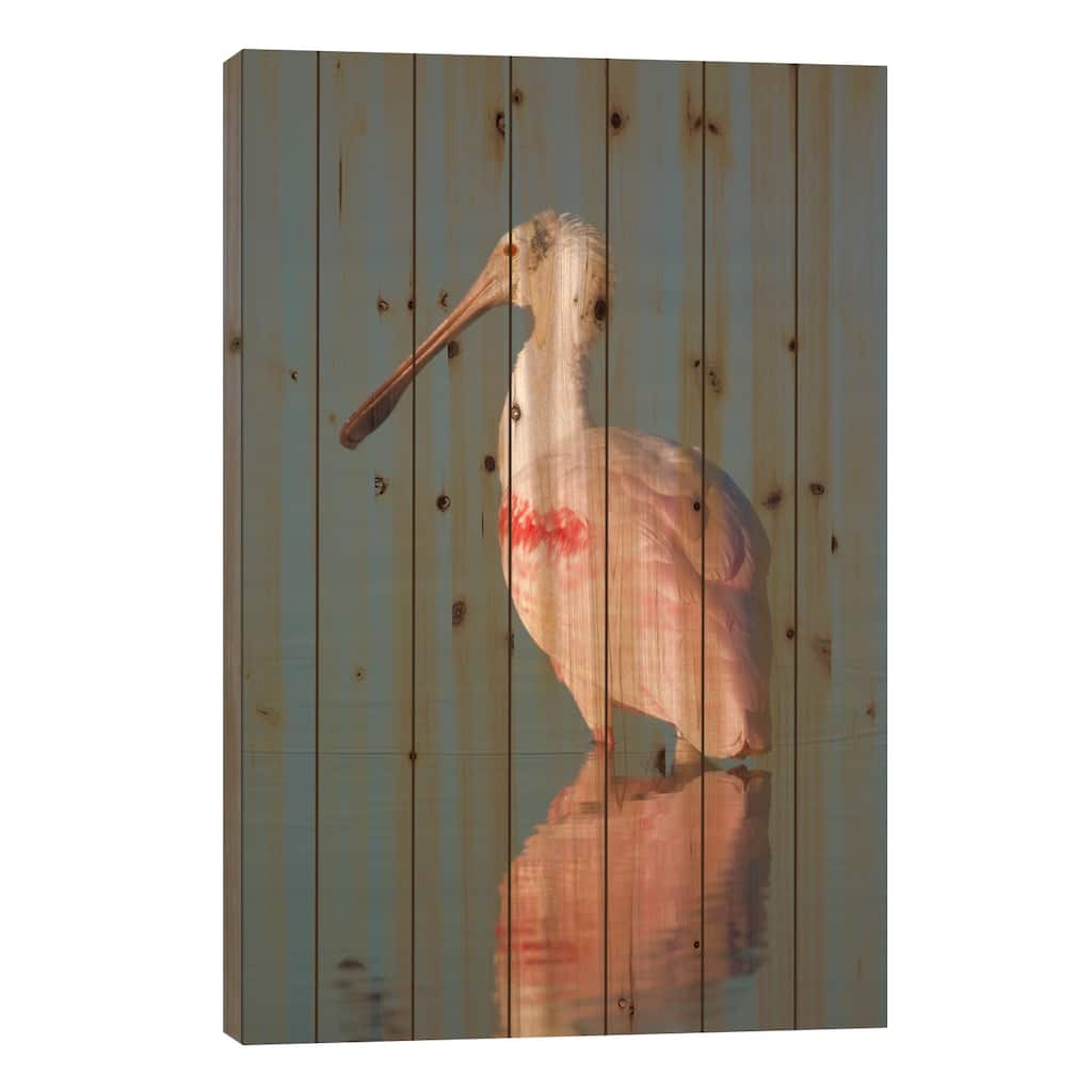 Roseate Spoonbill, Fort Myers Beach, Florida Print On Wood by Steve Gettle - Multi-Color