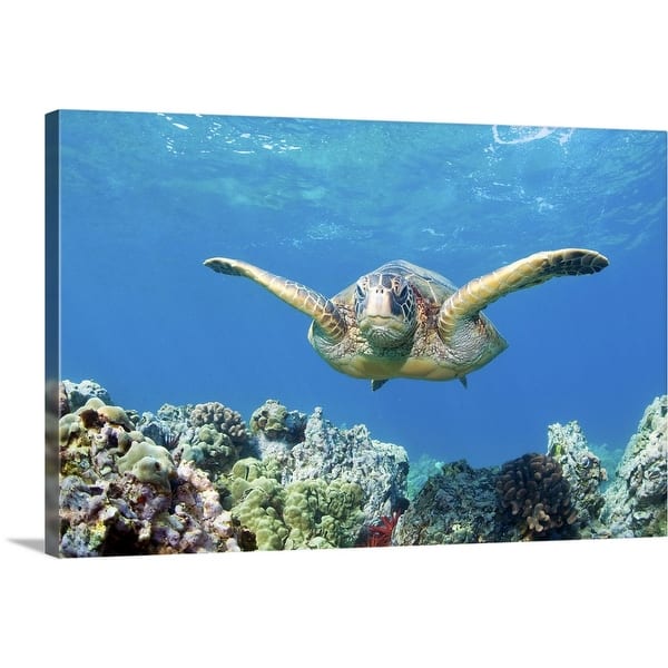Shop Green Sea Turtle Swimming And Coral Reef Underwater Maui Hawaii Canvas Wall Art Overstock 16442713