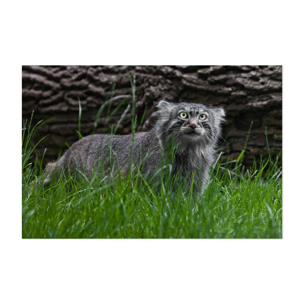 Pallas cat or Pallas cat Photography Art Print/Poster