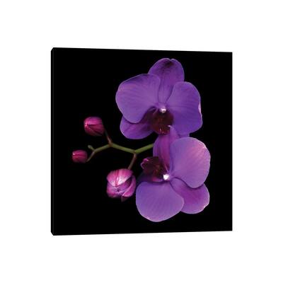 iCanvas "The Color Purple" by Magda Indigo Canvas Print
