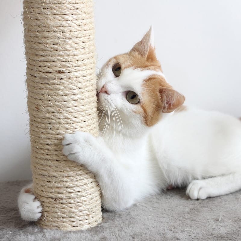 Petmaker White 4-Tier Cat Tower Tree with Cat Condo, Scratching Posts, and Hanging Toy