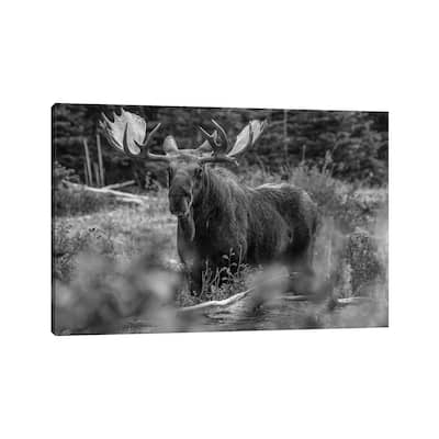 iCanvas "Moose bull, Glacier National Park, Montana" by Tim Fitzharris Canvas Print