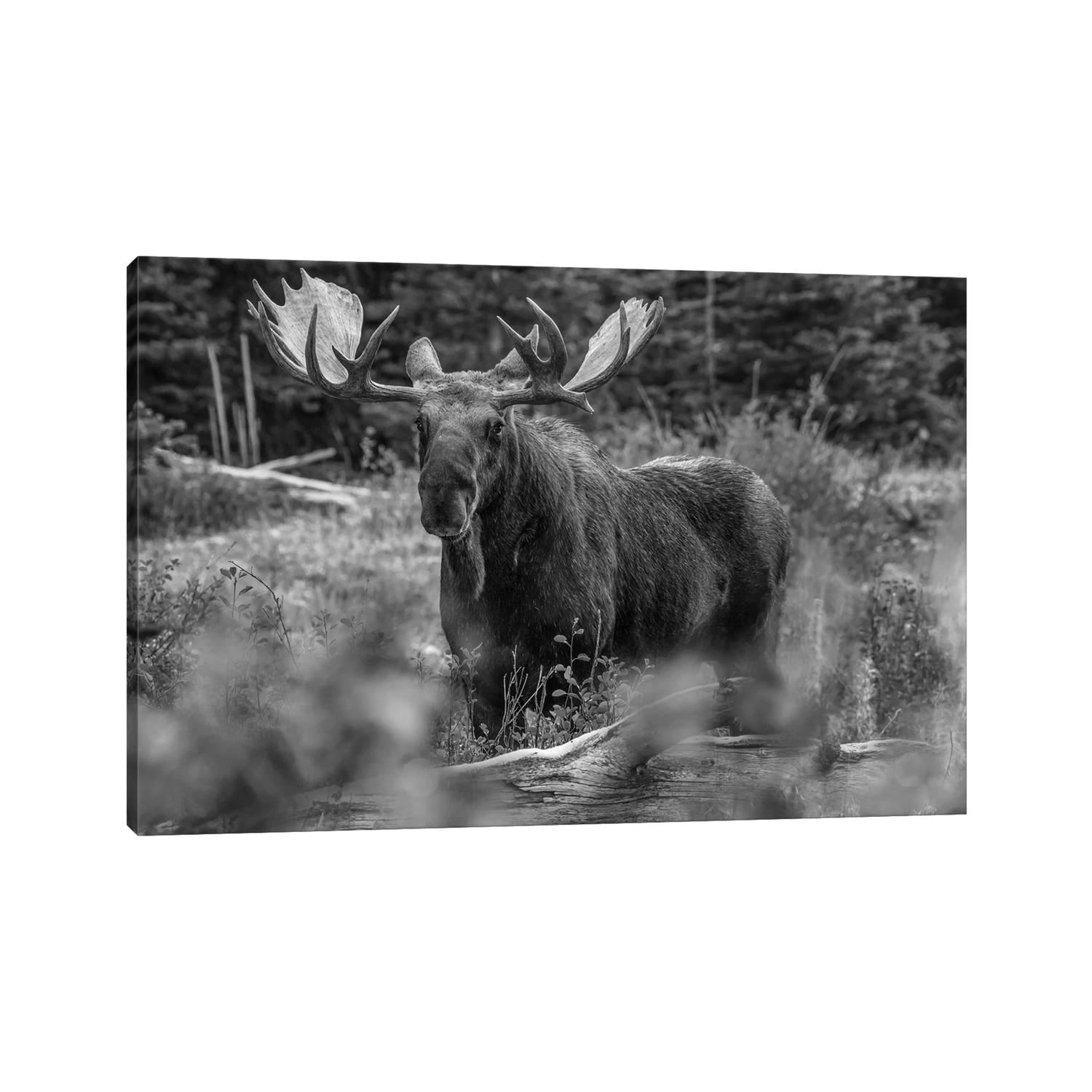 iCanvas "Moose bull, Glacier National Park, Montana" by Tim Fitzharris Canvas Print