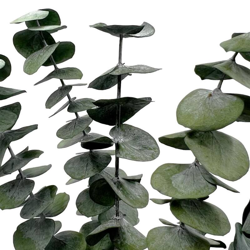 Bundle of 4 Preserved Eucalyptus Leaves ,17-23" long - 20 inches