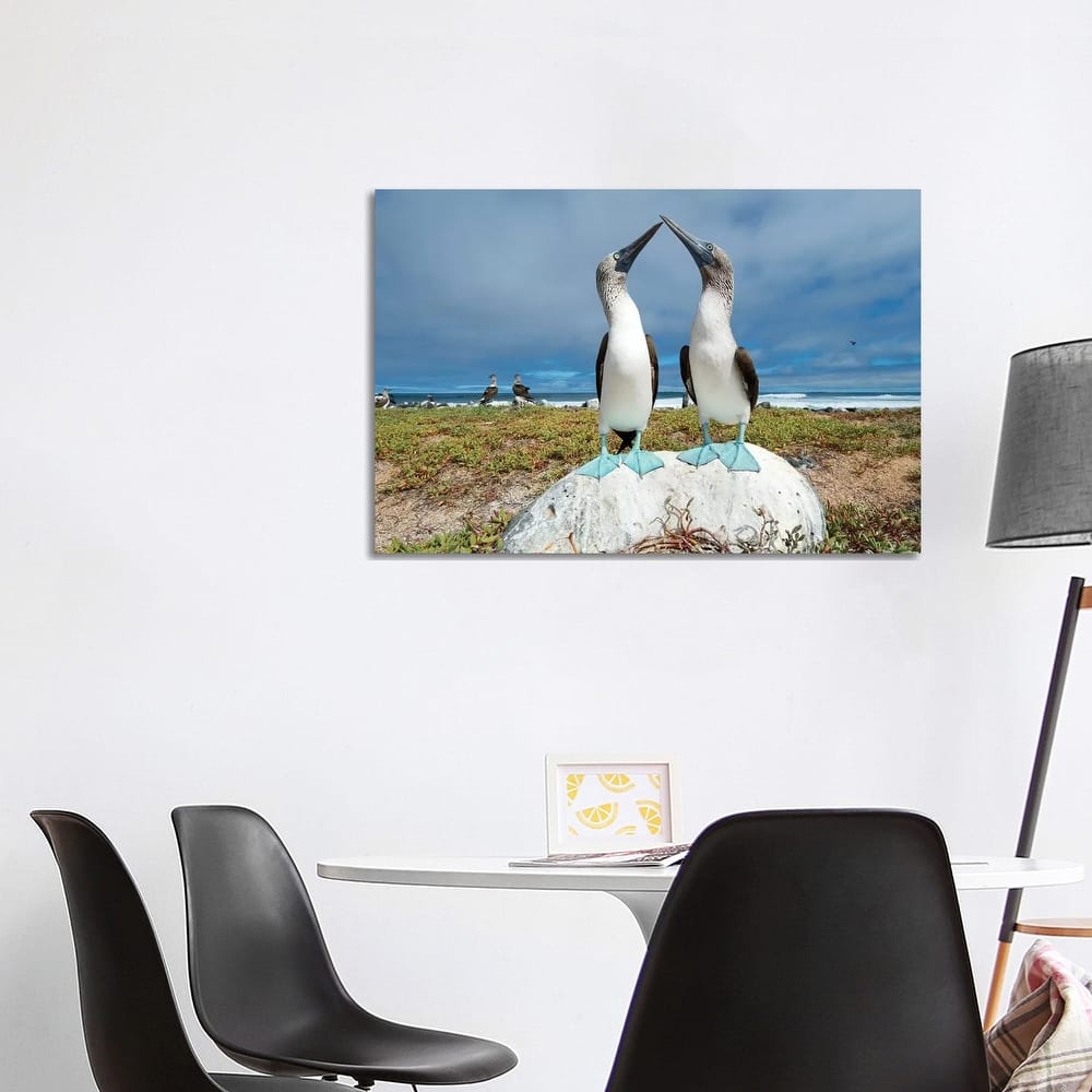 iCanvas "Blue-Footed Booby Pair Courting, Santa Cruz Island, Galapagos Islands, Ecuador" by Tui De Roy Canvas Print