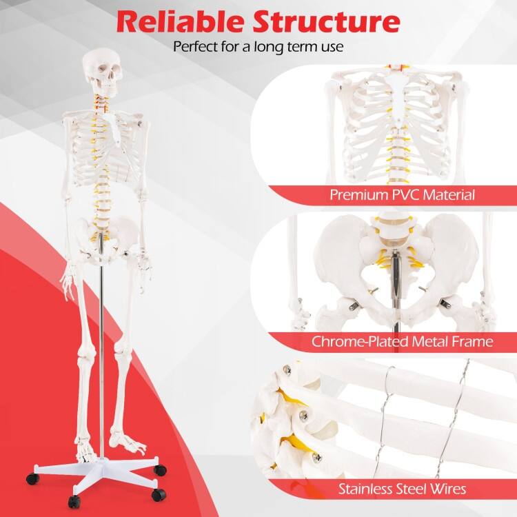 Life Size Human Skeleton Model for Anatomy Anatomical Skeleton with Nerves System