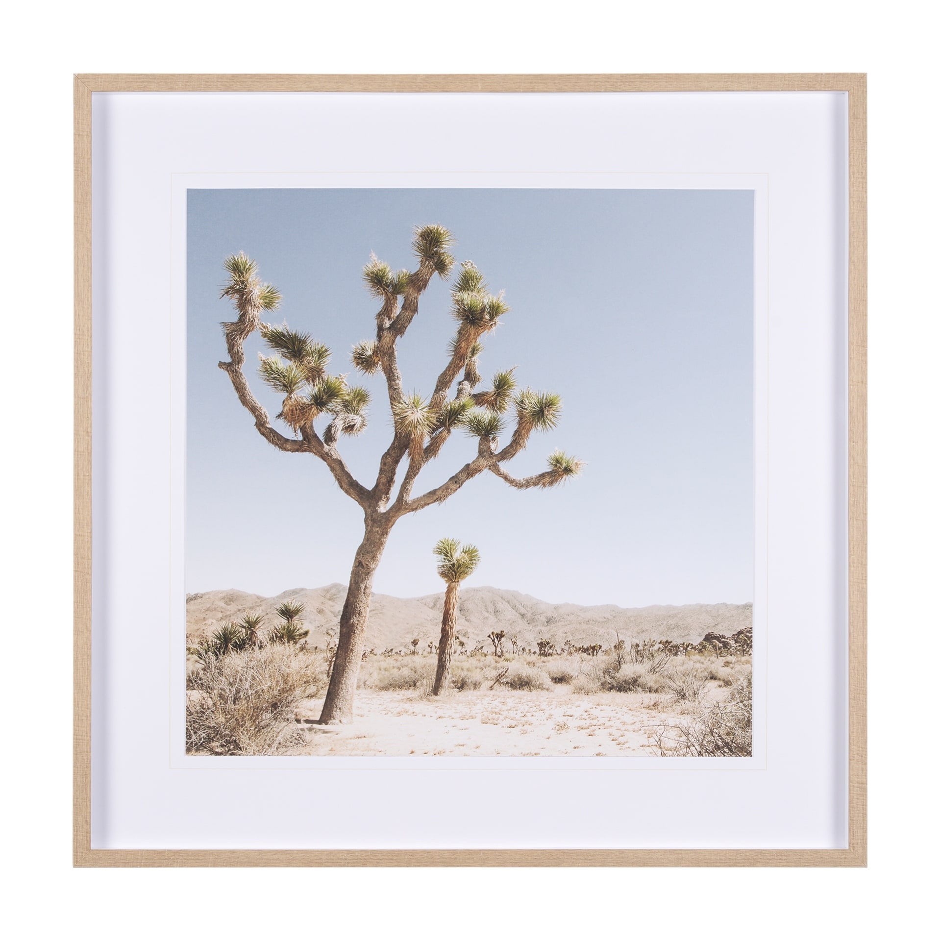 Mercana Joshua Tree 1 by THE Studio a Framed Photo Art Print Matted under Glass
