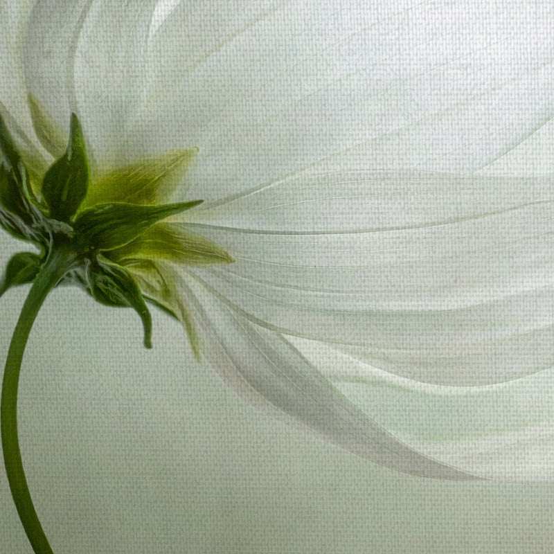 Cosmos Charisma by Mandy Disher Canvas Art Print
