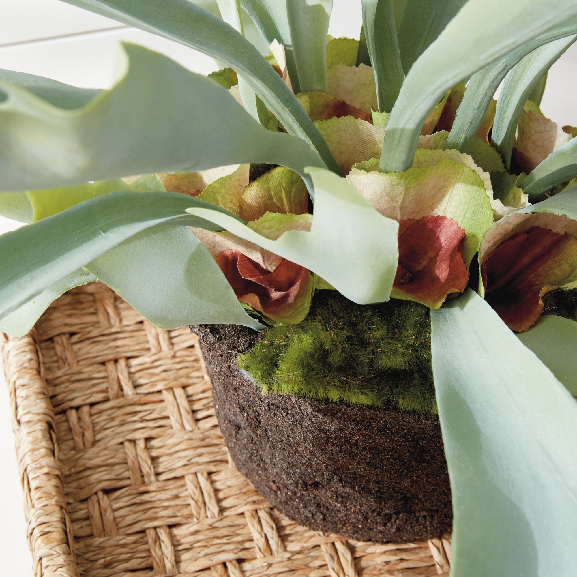 Staghorn Fern Drop-In 21" - Green