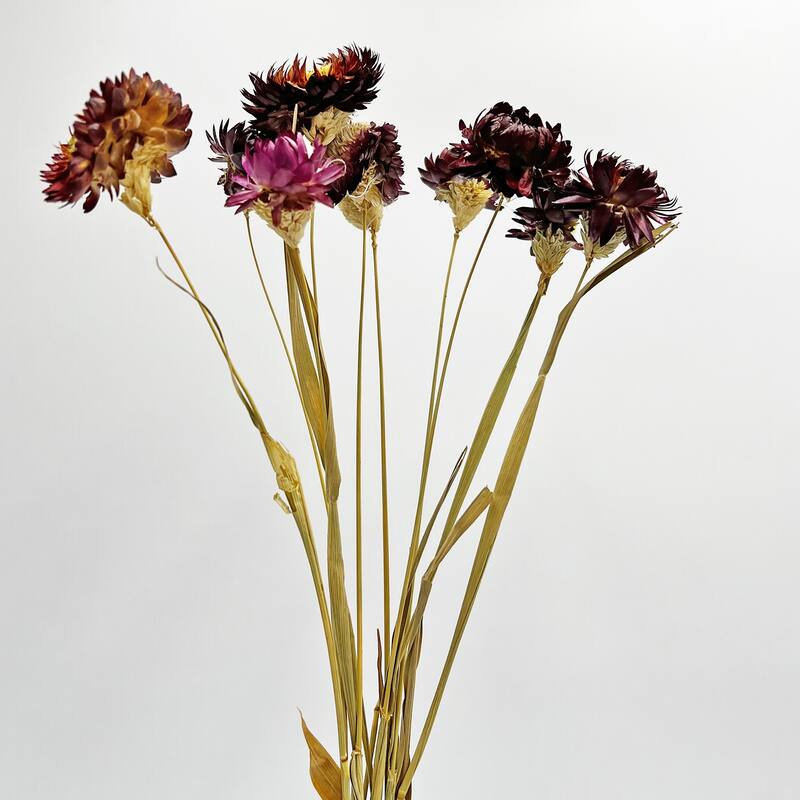 Bundle of 4 Dried Preserved Ruby Daisy Flower in 21" Multiple Colors - Bundle of 4