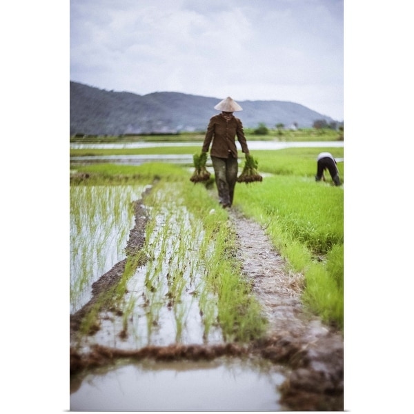 "Farmer at work in rice paddy, North Vietnam" Poster Print