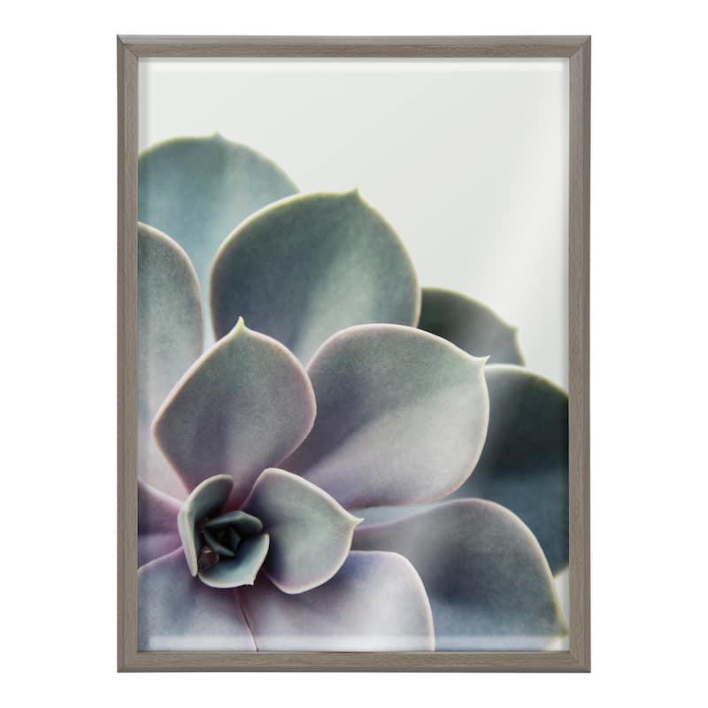 Kate and Laurel Blake Succulent 5 Framed Printed Glass by Emiko and Mark Franzen of F2Images - Gray