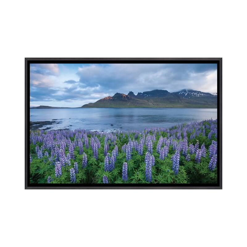iCanvas "Nootka Lupines I, Stodvarfjordur Fjord, Austurland, Iceland" by Gareth McCormack Framed - Ebony - 32x48