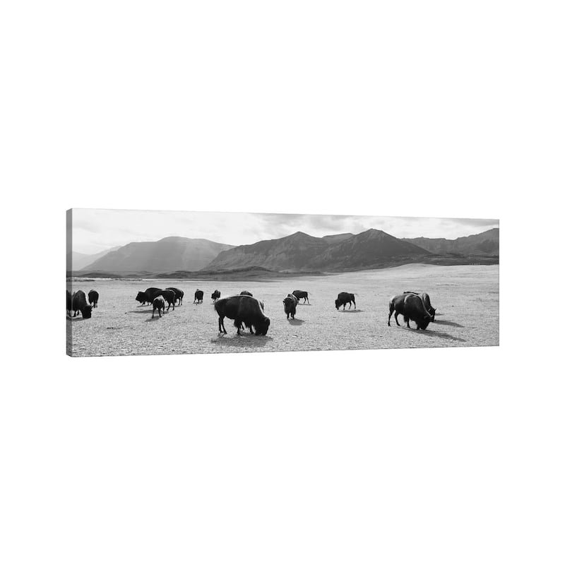 iCanvas "Herd Of Bisons Grazing In A Field, Waterton Lakes National Park, Alberta, Canada" by Panoramic Images Canvas Print