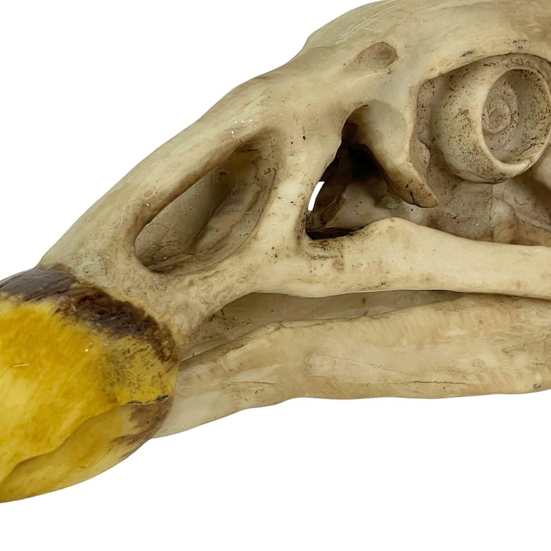 Replica California Condor Skull Realistic Endangered Species Decor - 4 X 8 X 2.5 inches