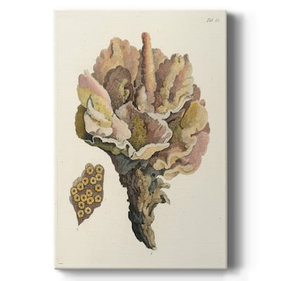 Antique Coral III Premium Gallery Wrapped Canvas - Ready to Hang