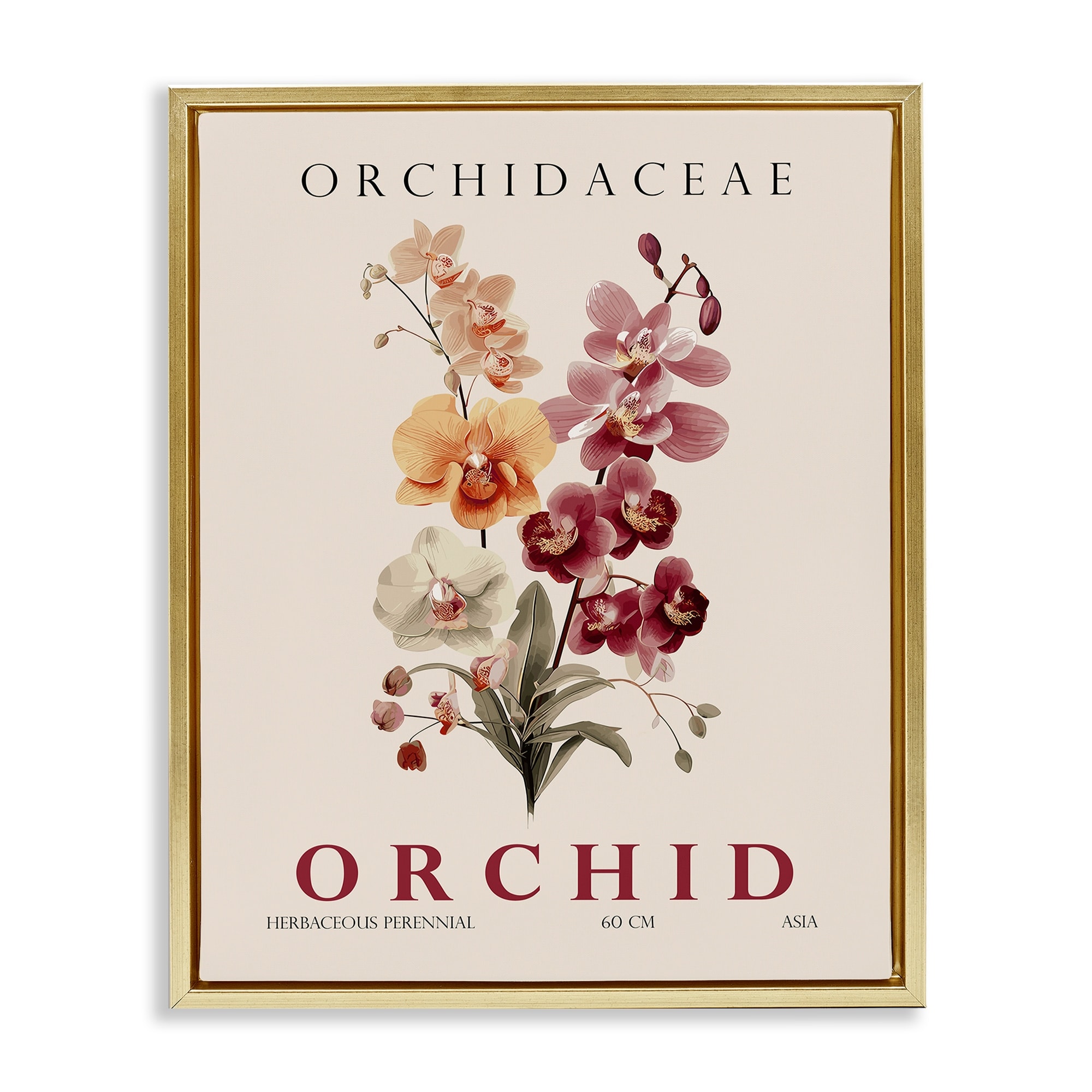 Stupell Natural Orchid Bundle Framed Floater Canvas Wall Art Design By Christopher Giampietro