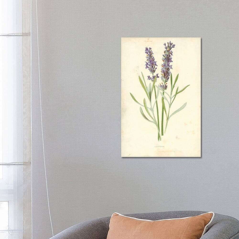 iCanvas "Lavender (Illustration From Familiar Garden Flowers, 1st Series)" by Frederick Edward Hulme Canvas Print