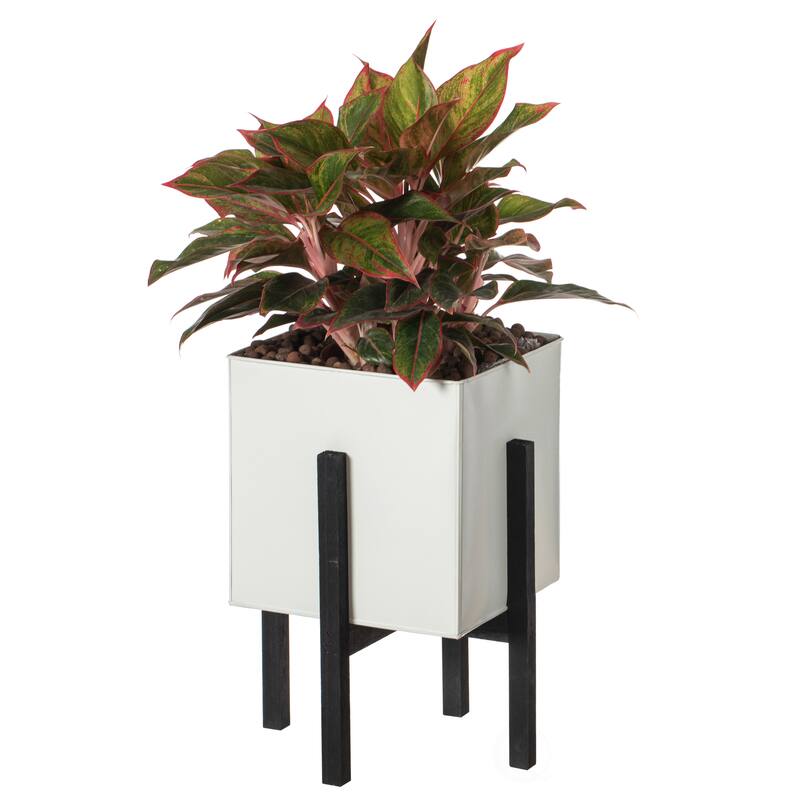 Indoor and Outdoor White Iron Planting Box with Black Wooden Frame - Large