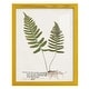 preview thumbnail 28 of 138, Nature Printed Ferns IX -Framed Print w/glass-Cherry Red 12x15 - Yellow