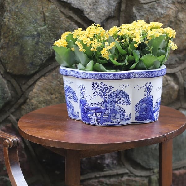 baby bird nest fern Add a tropical touch to your space with our Asplenium Nidus (Bird's Nest  Fern) Baby. Easy care, stunning shape, and rich green hues make it a  must-have for any plant lover. -