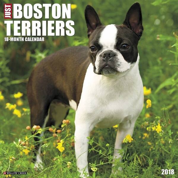 Shop Just Boston Terriers Wall Calendar Boston Terrier By Willow