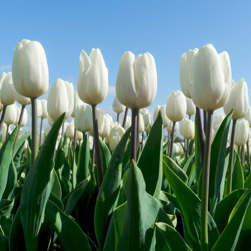 Colossal White Tulips - Giant White Flowers - 9 Bulbs - Spring Garden Blooming-Attracts Butterflies, Bees & Hummingbirds