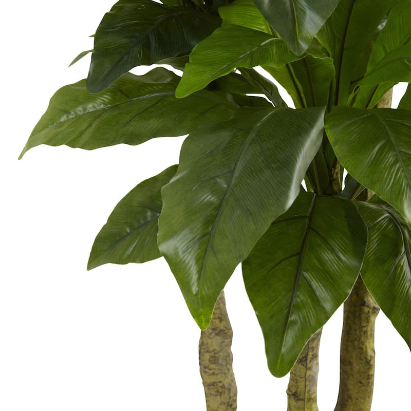 Large Bird Nest Tree Fern 5ft Indoor Outdoor Decor Lush Green Foliage - 5ft.