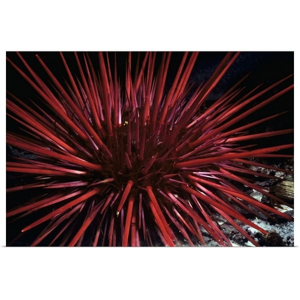 "Spines of Red Sea Urchin" Poster Print