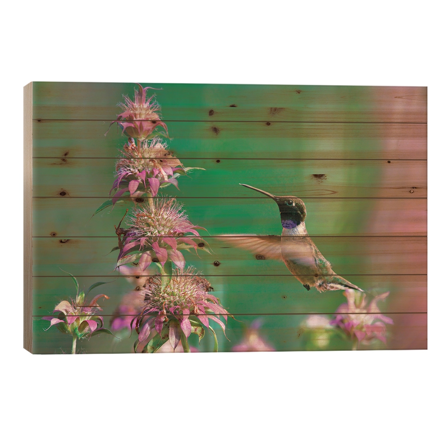 Black-chinned Hummingbird at bee balm, Texas, USA. Print On Wood by Tim Fitzharris - Multi-Color