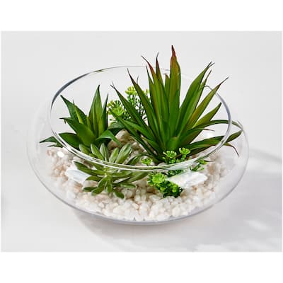 Dish Garden Succulents on White Stones in 6" Glass Container - Green - 5