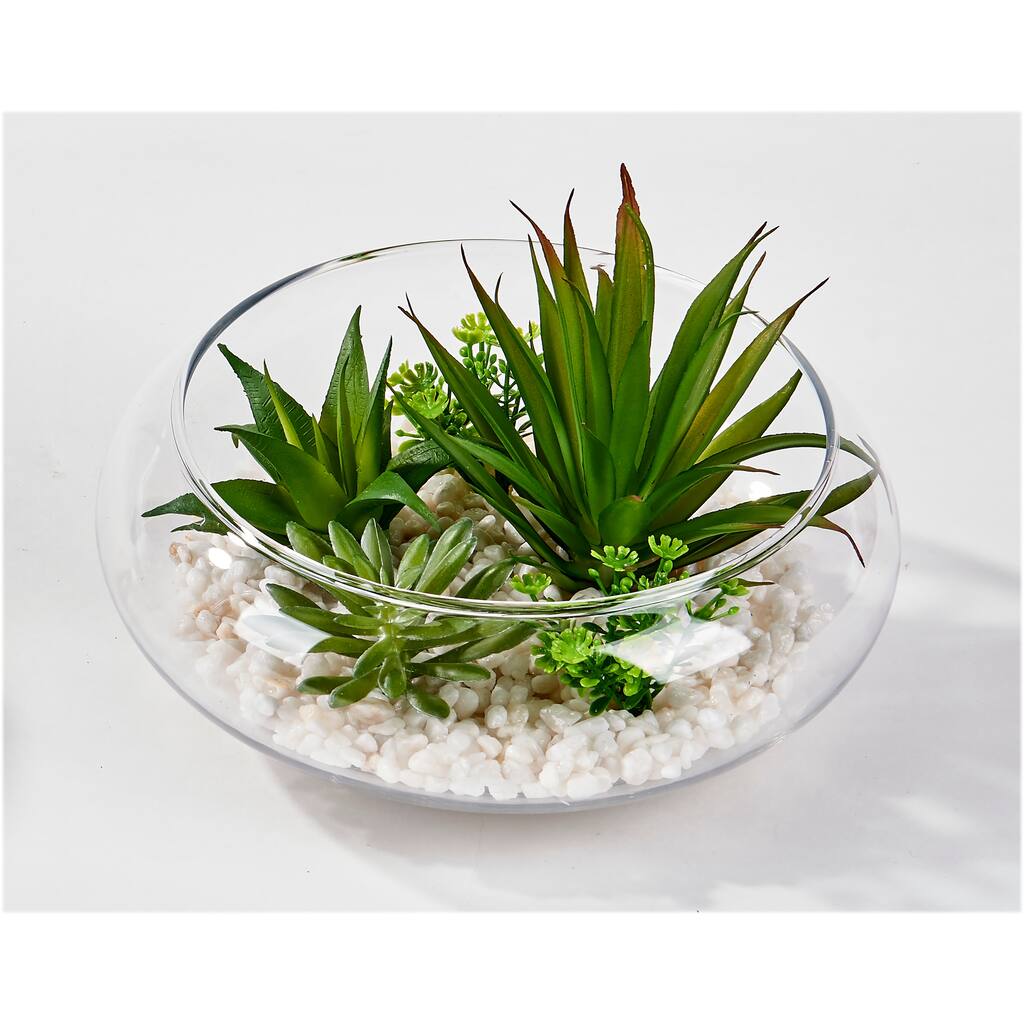 Dish Garden Succulents on White Stones in 6" Glass Container - Green - 5