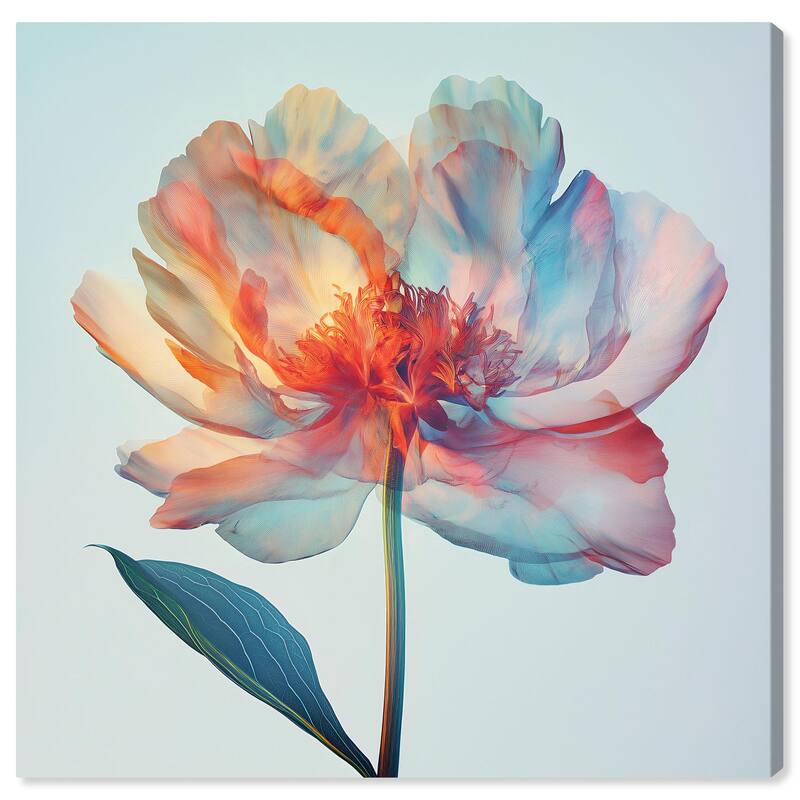 Peony Phases Canvas by Art Remedy, Gallery Wrapped - 16" x 16"