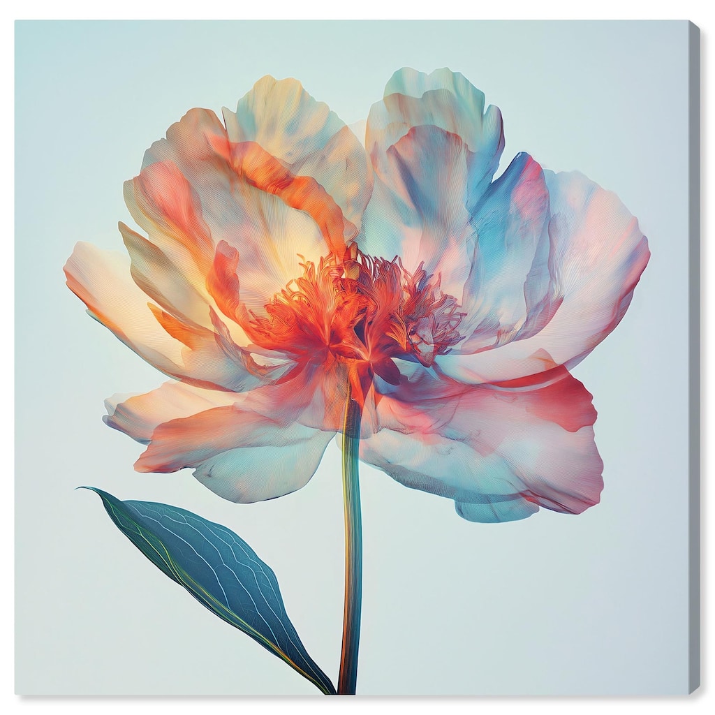 Peony Phases Canvas by Art Remedy, Gallery Wrapped