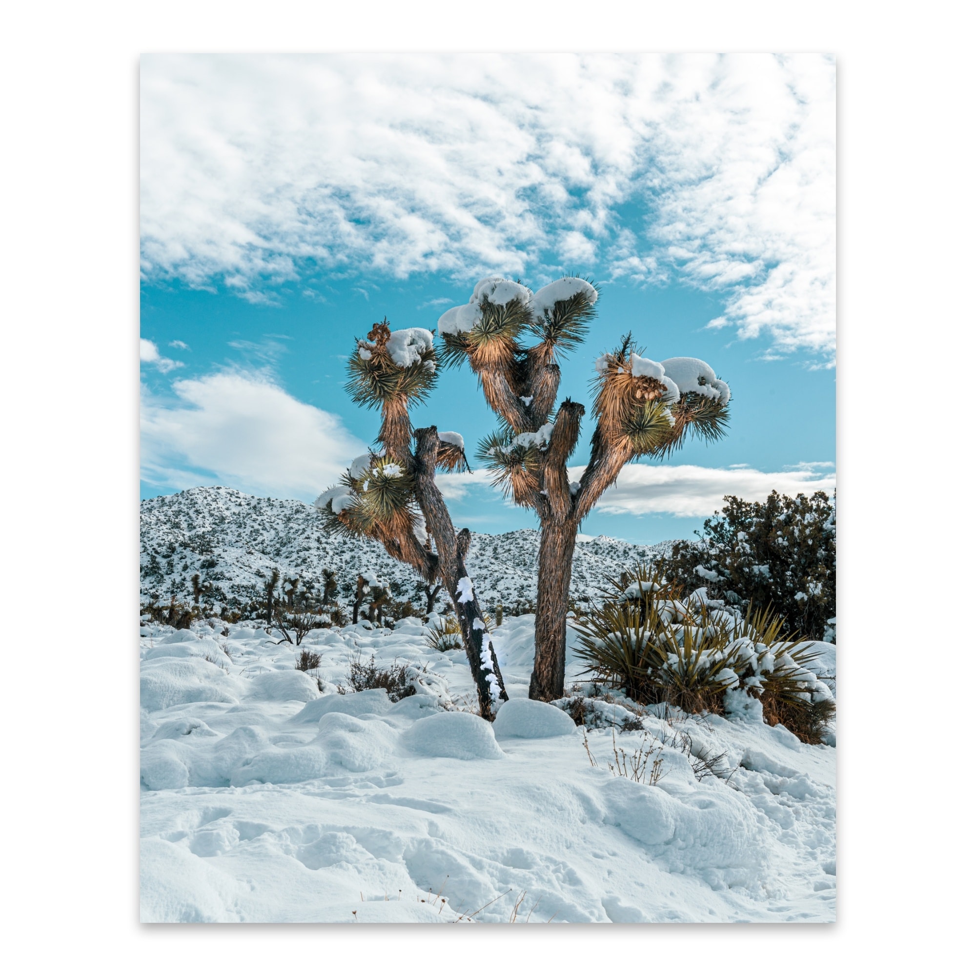 Joshua Tree National Park California Metal Wall Art Print Overstock 31464809