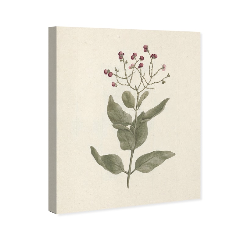 Wynwood Studio Canvas Floral and Botanical Luigi Balugani - Ehretia Cymosa Thonning White and Traditional Wall Art Canvas Print