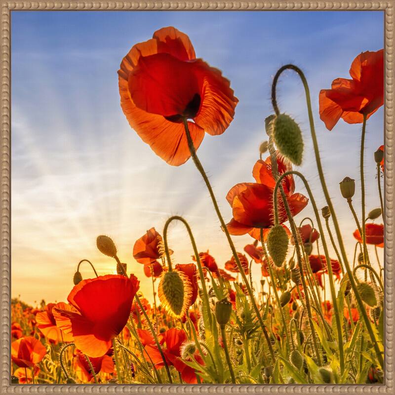 Fascinating Poppies by Melanie Viola Framed Canvas Wall Art Print