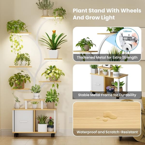 buy philodendron cordatum Philodendron cordatum 'Aureum' 8