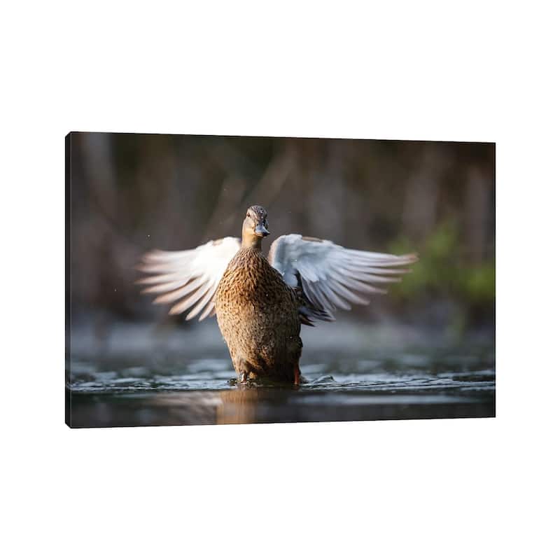 iCanvas "Mallard Duck" by Mateusz Piesiak Canvas Print