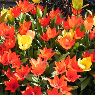 Sun & Shade Loving Ground Cover Tulips- 48 Bulbs- Red, Yellow, Orange Colorful Flowers Attracts Butterflies, Bees & Hummingbirds