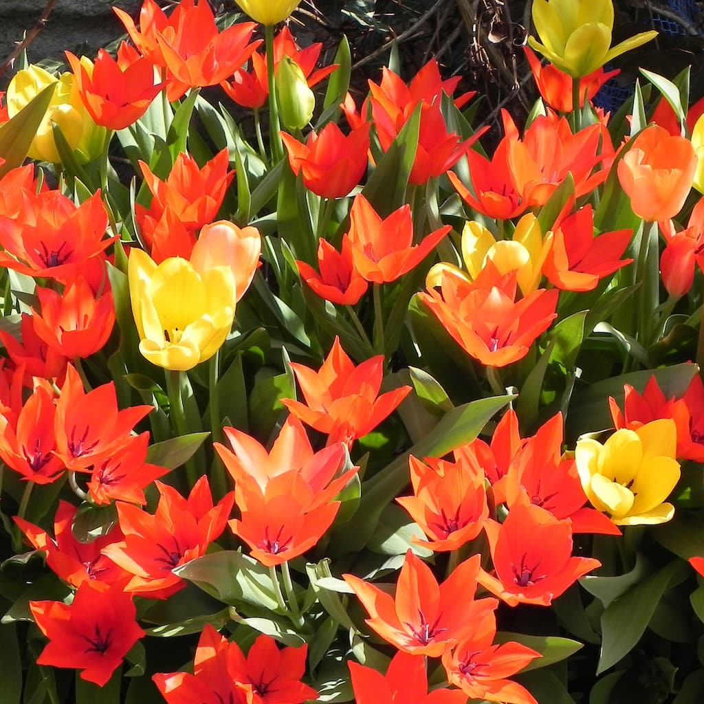Sun & Shade Loving Ground Cover Tulips- 48 Bulbs- Red, Yellow, Orange Colorful Flowers Attracts Butterflies, Bees & Hummingbirds