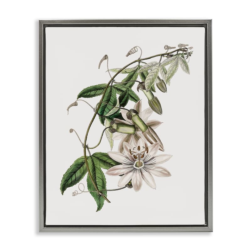 Stupell Vintage Lily Plant Framed Floater Canvas Wall Art Design By CAD Designs - 17 x 21 - Grey