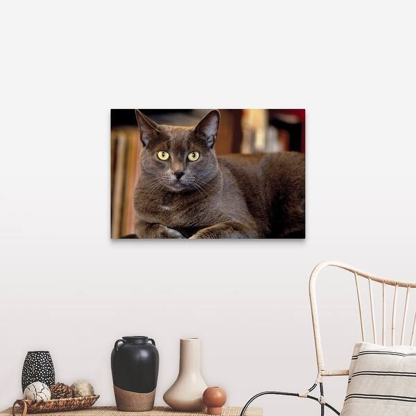 Shop Grey Cat Canvas Wall Art Overstock 16482724